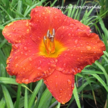 Foto der Tagliliensorte Orange Jade